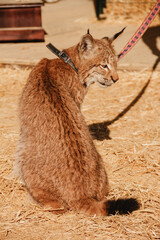 Captive animal: Young wild lynx on a leash © La Objetiva