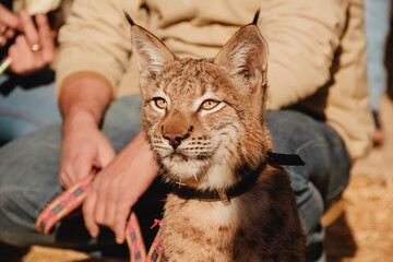 Captive animal: Young wild lynx tied by a human