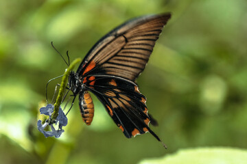 butterfly on a flower