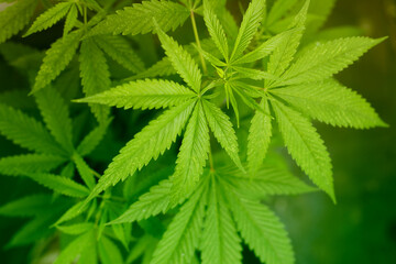 Marijuana cannabis green leaf background.