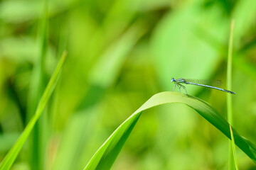 Agrions, libellules et demoiselles