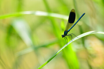 Agrions, libellules et demoiselles