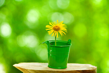 Wooden stump with little inula flower in a green bucket on a green sunny bokeh background.