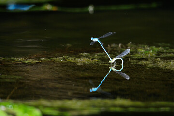 Reproduction de libellules ou agrions © Sbastien