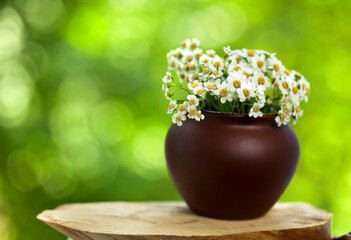 Wooden stump with achillea salicifolia flowers in a pot on a green sunny bokeh background.