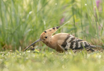 Upupa epops © dejuna