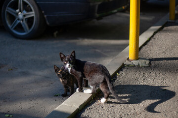 Homeless cats on the street.