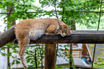 Sleeping lynx in the green forest with tree trunk. Wildlife from nature. Animal behavior in...