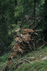 A fallen larch in a forest in South Tyrol, Italy