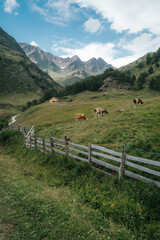 Fototapeta na wymiar Herd of cows resting on farmland surrounded by the Dolomite mountains