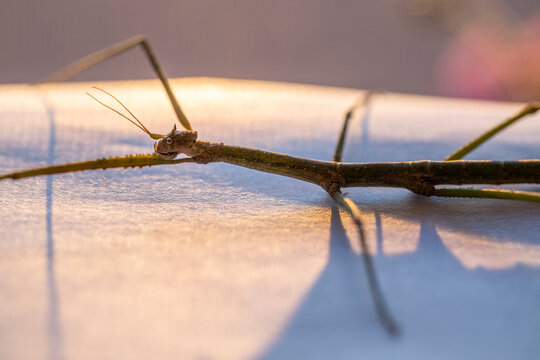 The stick insect sits in the sunlight