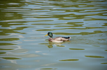 Duck swimming in the Central Park lake