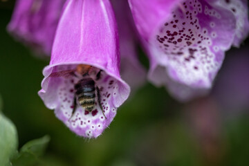 Hummel in Fingerhut