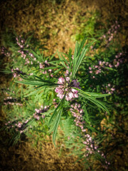 Vibrant flower in a house garden.
