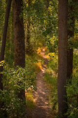 pine forest path in spain