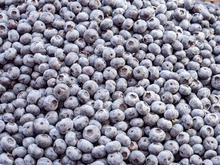Blaubeeren Textur Hintergrund Gruppe