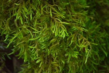 green lichen leaves in summer