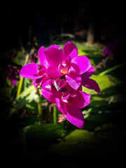 Fototapeta na wymiar Vibrant flower in a house garden.