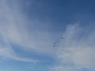 Pelicans Flying in a Cloudscape