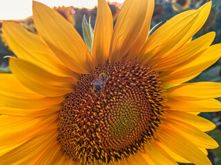 Sunset sunlight on Sunflower Thrace Turkey Europe