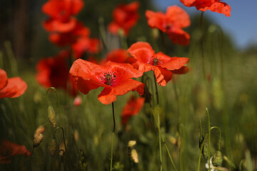 Red poppies on green field, sky and clouds.red poppies in the field. against the background of green grass and sky