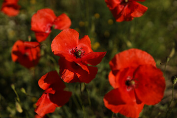 red poppies in the field. against a background of green grass. close-up