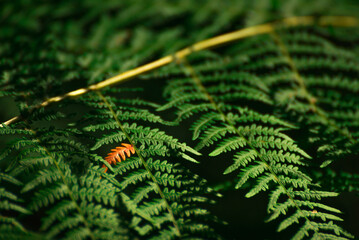 fern leves shot at daylight © Rubende Antonio