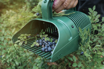 handheld harvester for blueberries, blueberry harvest period. blueberries in hand harvester. top...