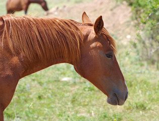 Fototapeta premium beautiful horse walks on the grass