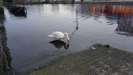 swans on the lake