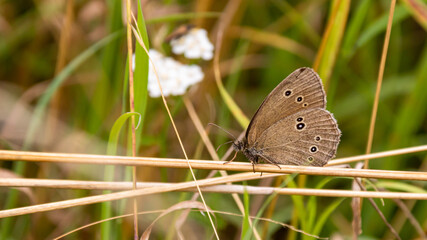 brauner waldvogel (aphantopus hyperantus) 
