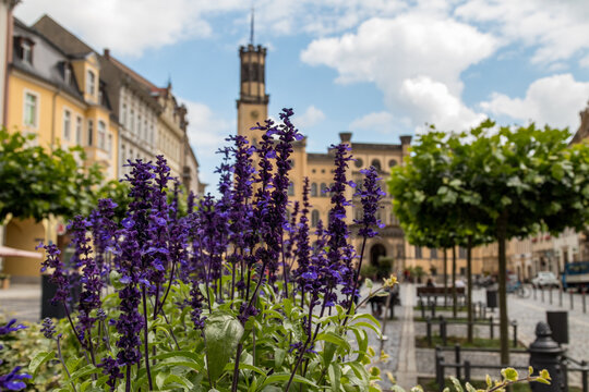 Lavendelbl&uuml;te in Zittau