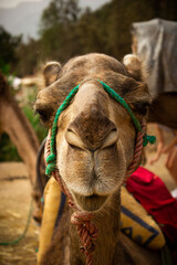 Camel face from the front