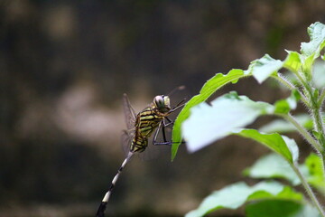dragonfly on a leaf