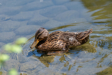 Close up of a Mallard Duck, Anas platyrhynchos.
