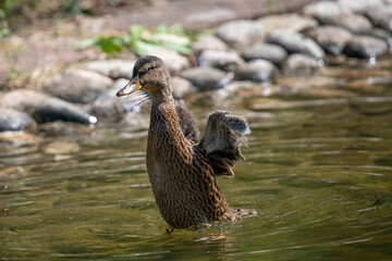 Close up of a Mallard Duck, Anas platyrhynchos.