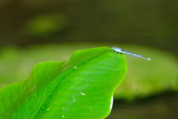 Agrions sur nénuphar