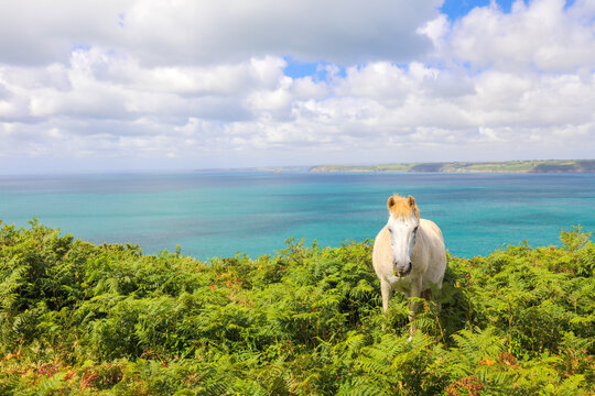 Domestic horses eating fern plants at Dodman point between Gorran Haven and Boswinger in South Cornwall, England, UK