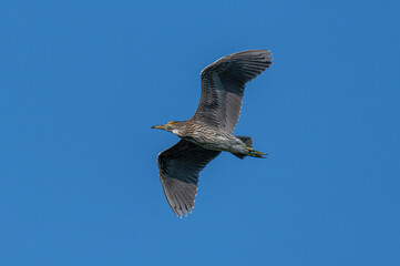 Juvenile night heron (Nycticorrax nycticorax) wild bird in flight