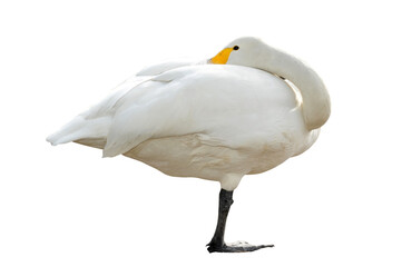 close up of a white goose