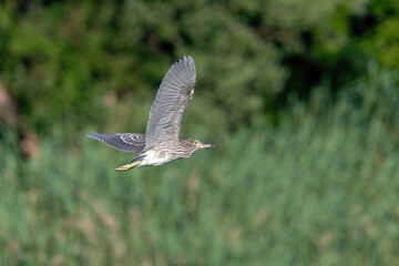 Juvenile night heron (Nycticorrax nycticorax) wild bird in flight