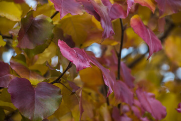 pink and yellow leaves