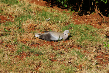 gray pigeon sitting in the grass in the park