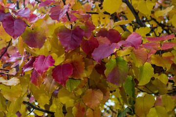 autumn leaves background