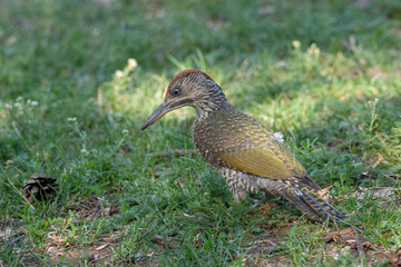 Close up of European green woodpecker (Picus viridis)
