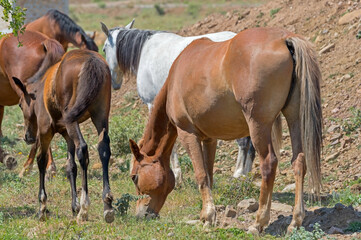  big beautiful horses grazing in the meadow