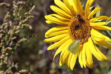 Insekten auf der Sonnenblume