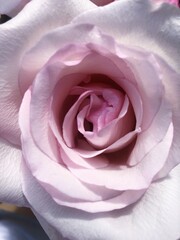 Beautiful pink rose in a vase macro  