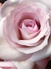 Fototapeta na wymiar Beautiful pink rose in a vase macro 