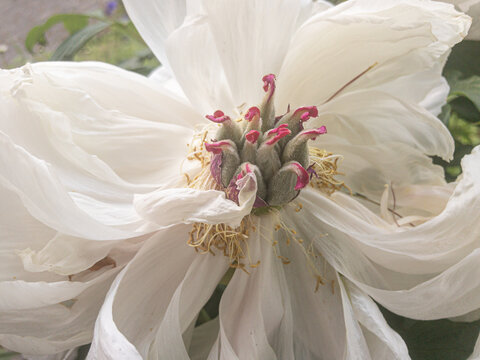 Nahaufnahme einer Paeonia-Bl&uuml;te